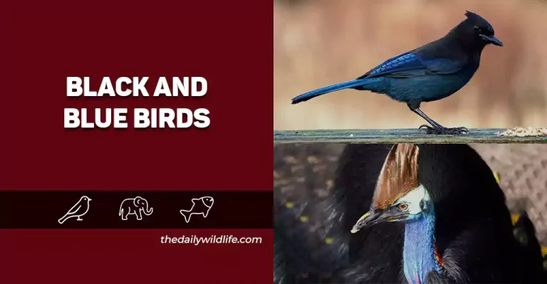Top 25 Black And Blue Birds (Photos, Facts, And ID Info!)