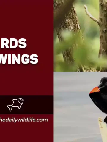 Black Birds With Red Wings