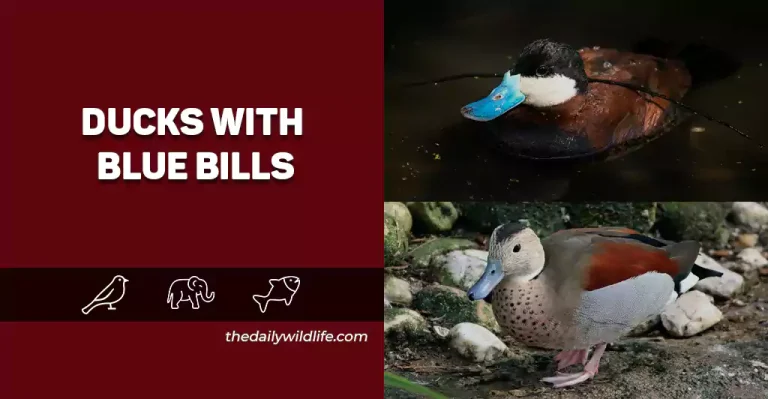 25 Unique Ducks With Blue Bills (Ultimate Guide With Photos!)