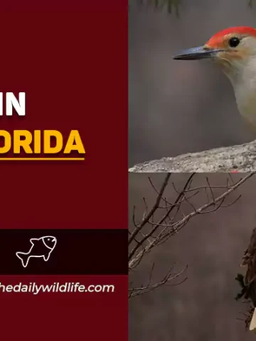 north florida birds