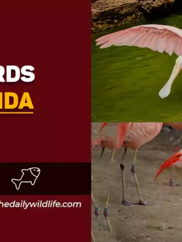 pink birds in florida