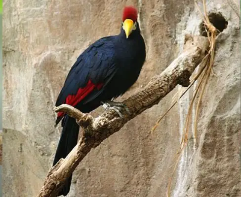 Ross's turaco