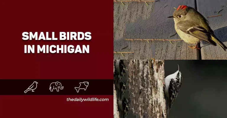 20 Small Birds In Michigan (Photos, Facts, And Size Comparison!)