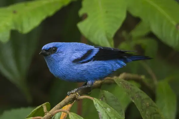 blue-and-black tanager