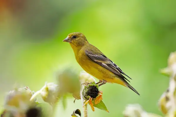 lesser goldfinch