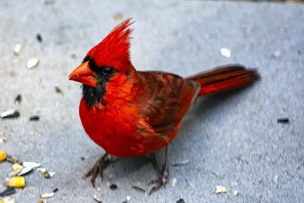 red northern cardinal