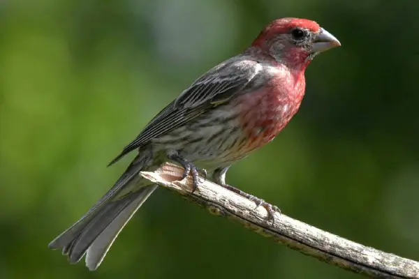 pink house finch
