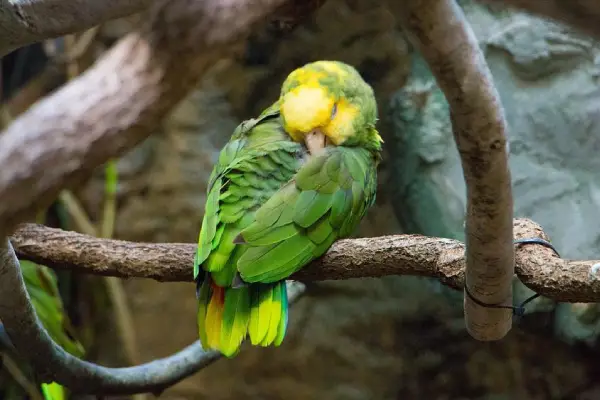 yellow-headed amazon parrot