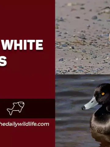 White and Black Ducks