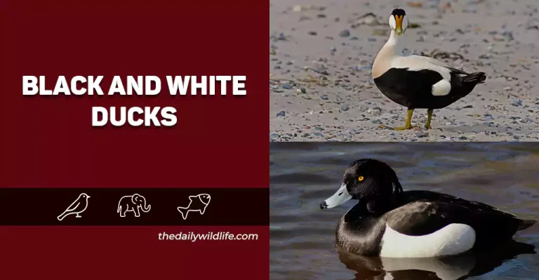 Top 21 Black And White Ducks (Photos And ID Guide!)