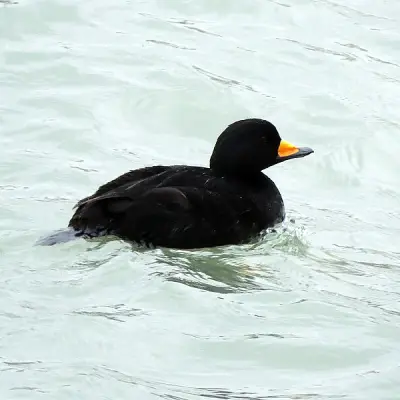 Black Scoter With An Orange Beak