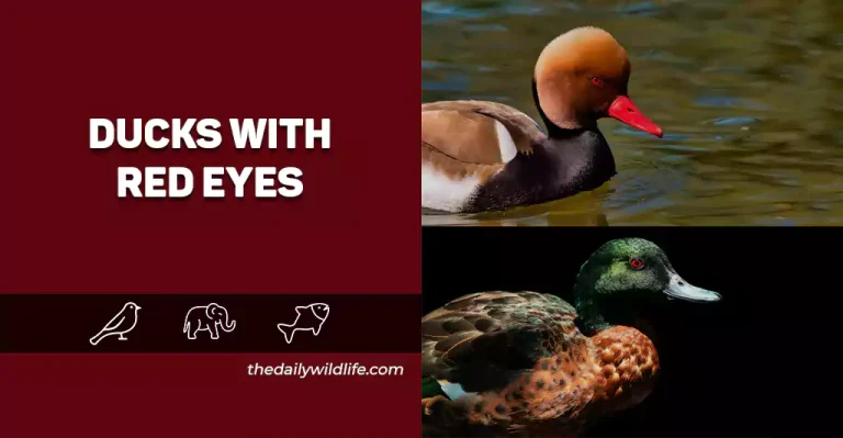 Ducks With Red Eyes – 15 Species With Photos!
