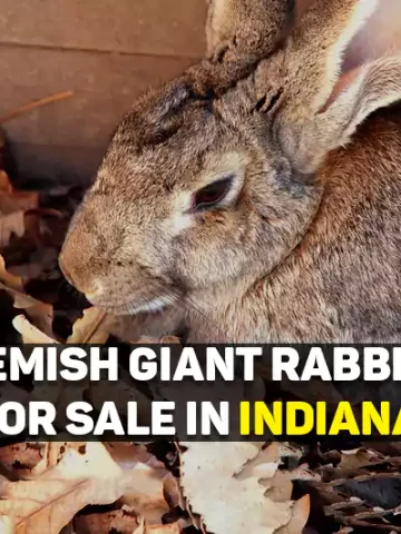 Flemish Giant Rabbits For Sale In Indiana