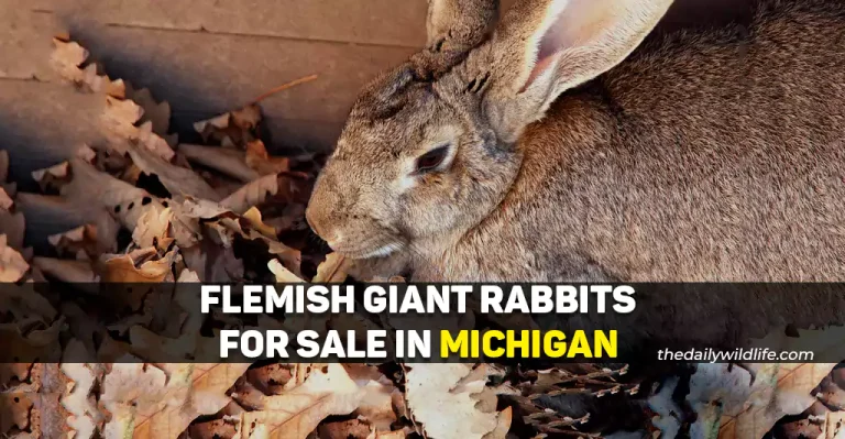 6 Places With Flemish Giant Rabbits For Sale In Michigan