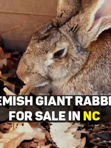 Flemish Giant Rabbits For Sale In NC