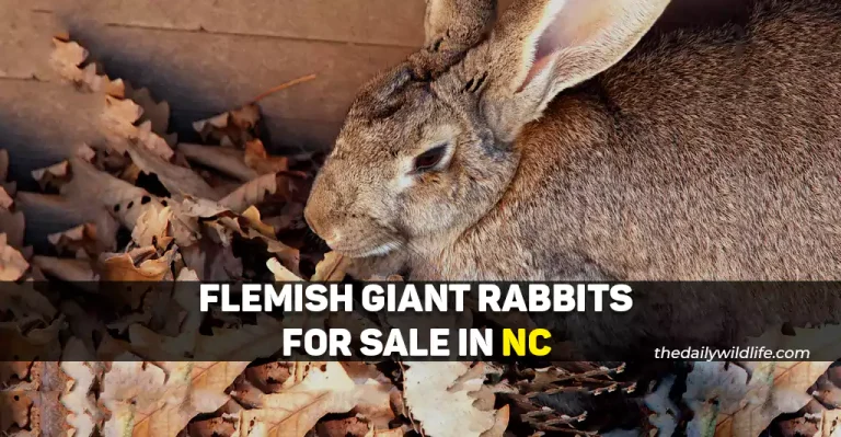 5 Places With Flemish Giant Rabbits For Sale In NC