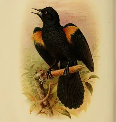 Golden-tufted Mountain Grackle