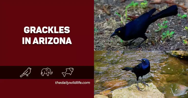 Grackles In Arizona – The ONLY 2 Species With Photos!