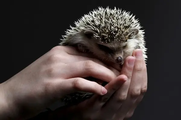 Hedgehog Pet In Hands