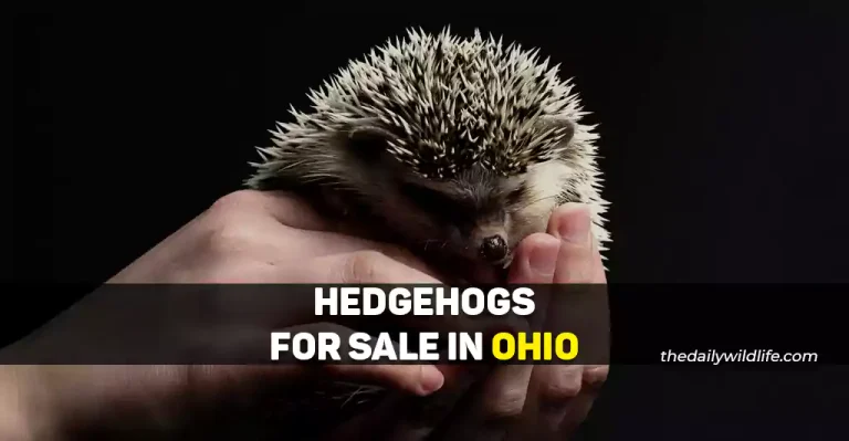 Top 13 Places With Hedgehogs For Sale In Ohio