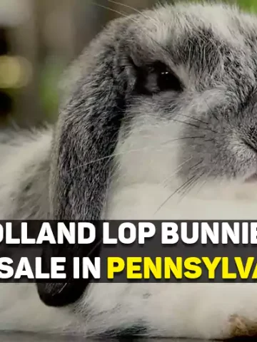 Holland Lop Bunnies For Sale In PA
