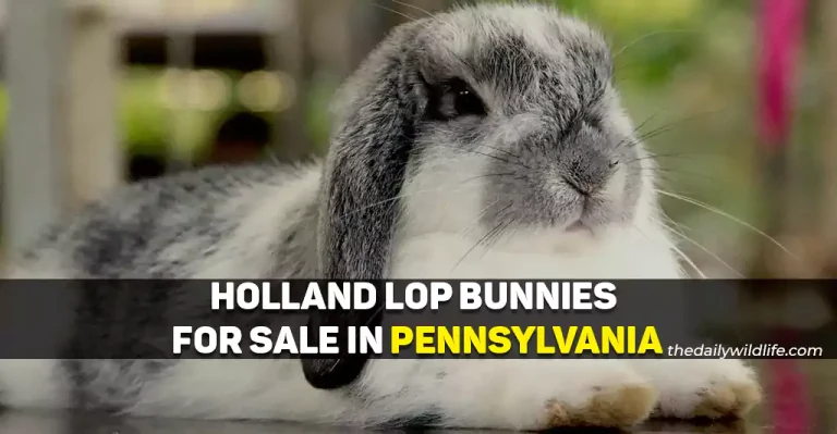 15 Places With Holland Lop Bunnies For Sale In PA