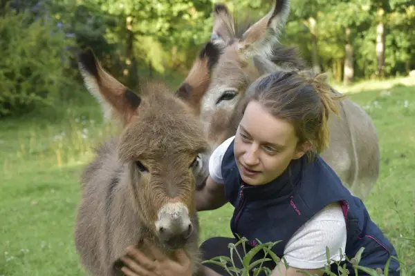 Miniature Donkey With A Girl