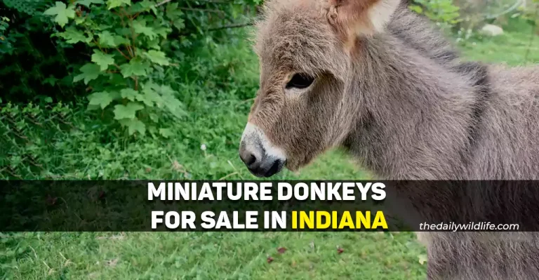6 Places With Miniature Donkeys For Sale In Indiana