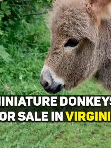 Miniature Donkeys For Sale In Virginia