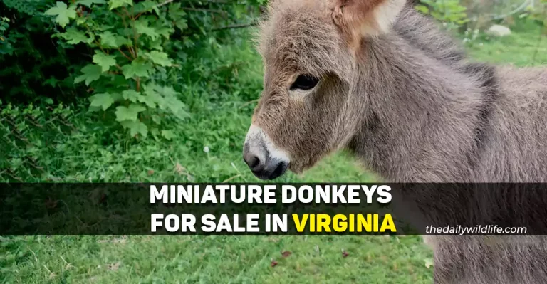 5 Best Places With Miniature Donkeys For Sale In Virginia