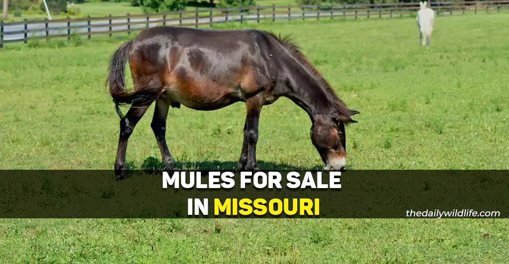 Mules For Sale In Missouri