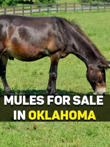 Mules For Sale In Oklahoma