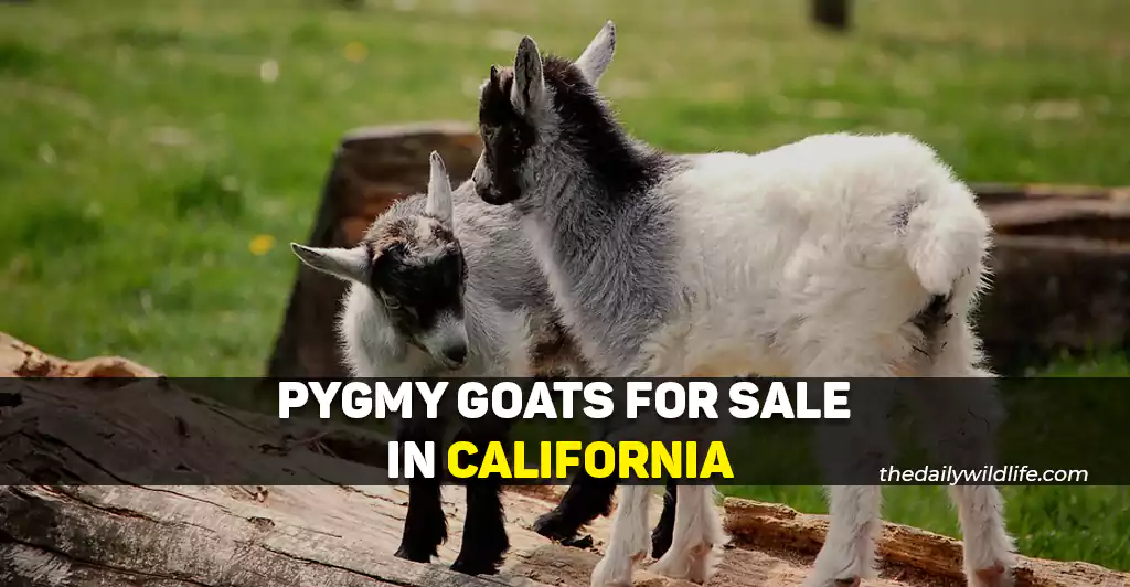 Pygmy Goats For Sale In California