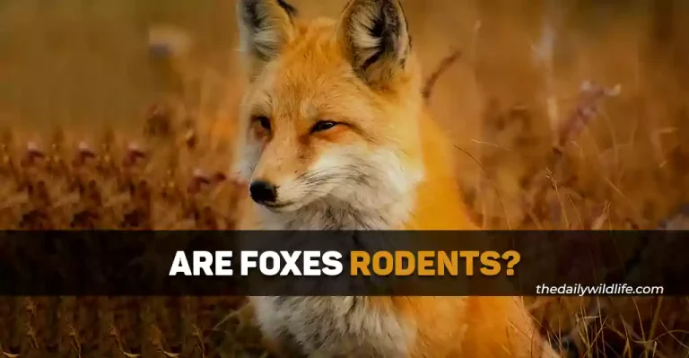 Are Foxes Rodents? (Simply Explained)