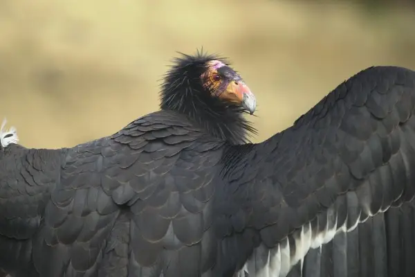 Californian Condor With Open Wings