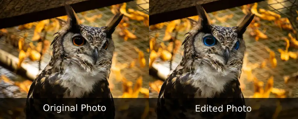 Cape Eagle-Owl Orange vs Blue Eyes