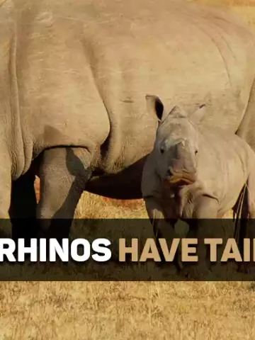 Do rhinos have tails