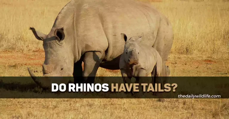 Do Rhinos Have Tails? Why Do They Have Them?