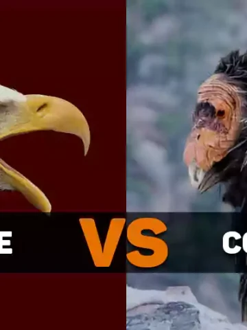 Eagle Vs Condor
