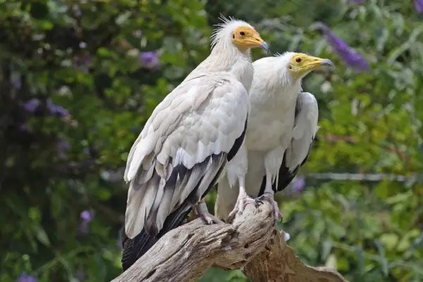 Egyptian Vultures