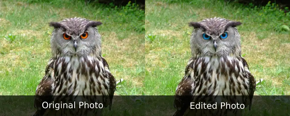 Eurasian Eagle Owl Orange vs Blue Eyes