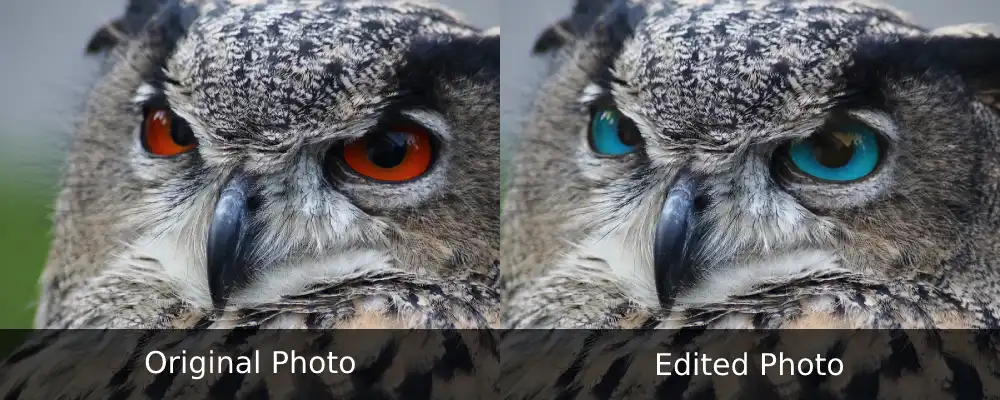 Eurasian Eagle Owl With Blue Eyes