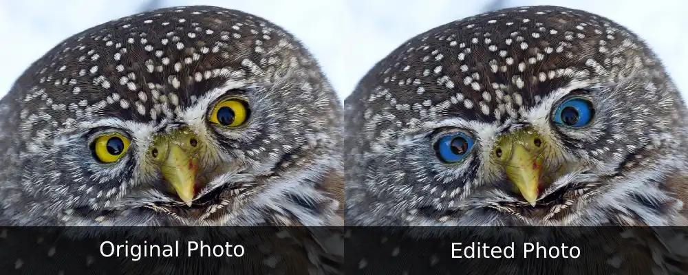 Eurasian Pygmy Owl With Blue Eyes