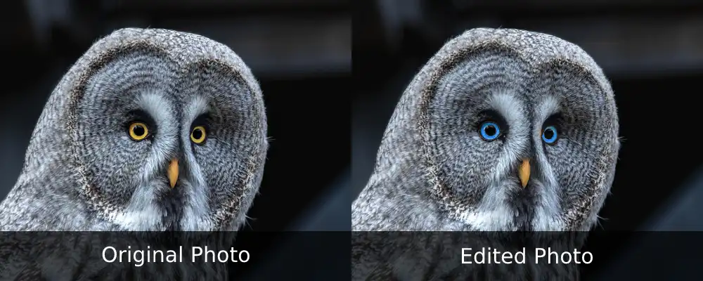 Great Gray Owl Yellow vs Blue Eyes
