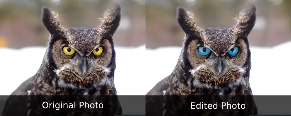 Great Horned Owl Yellow vs Blue Eyes