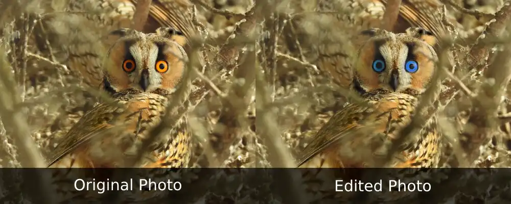 Long-eared Owl Orange vs Blue Eyes
