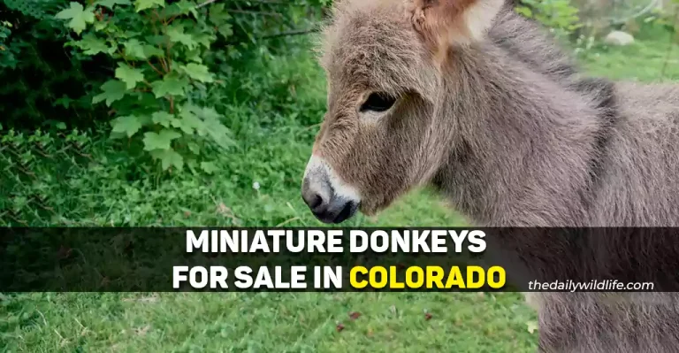4 Places With Miniature Donkeys For Sale In Colorado
