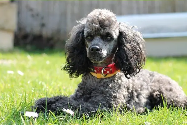Miniature Poodle On Grass