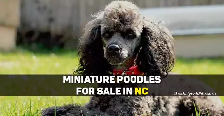 19 Places With Miniature Poodles For Sale In NC