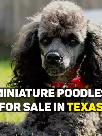 Miniature Poodles For Sale In Texas